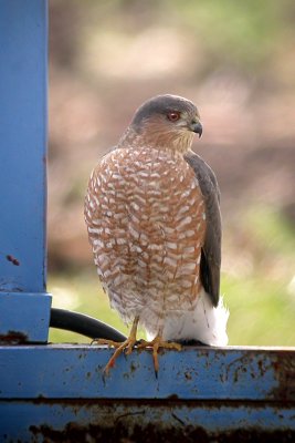 Sharp-Shinned Hawk