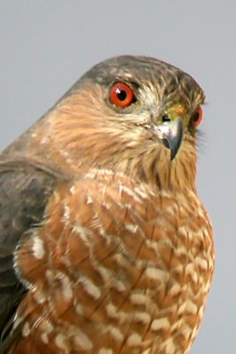 Sharp-Shinned Hawk