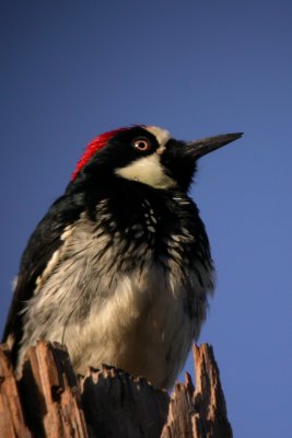 Acorn Woodpecker