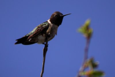 Black-Chinned Hummingbird