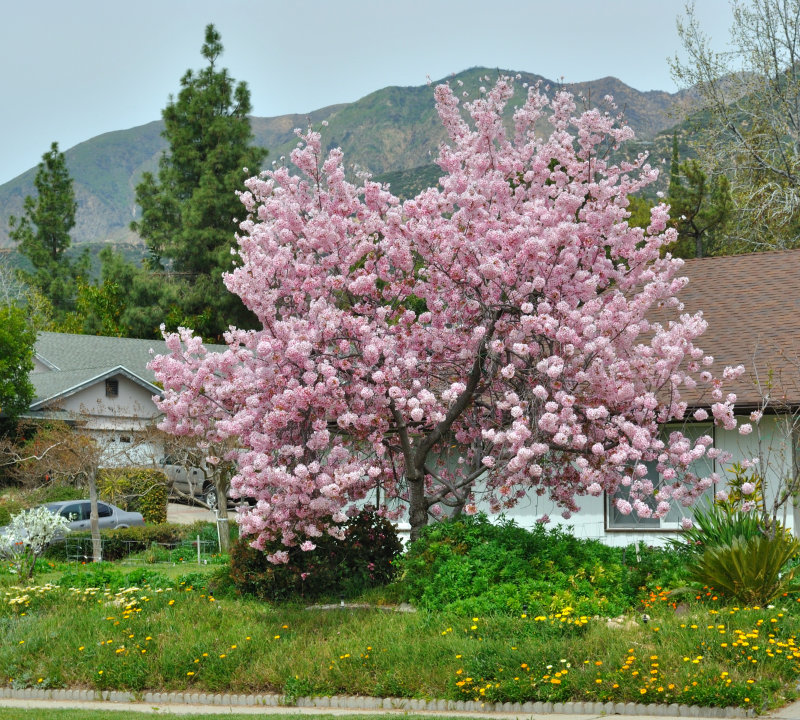 Mount Curve St. Altadena