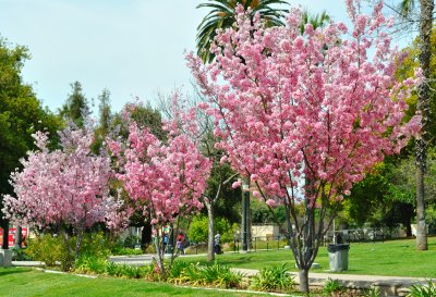 Pasadena Memorial Park