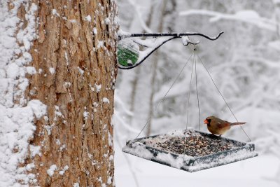 Female Cardinal in the Snow