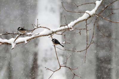 Unk bird in the Snow