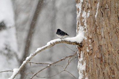 Unk bird in the Snow