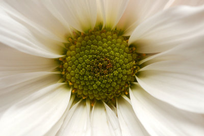 Unknown White Flower