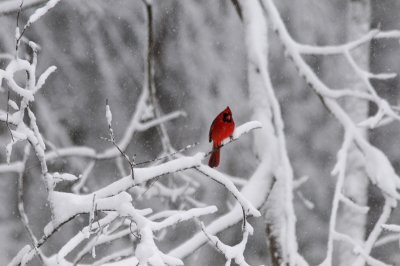 Male Cardinal in the Snow