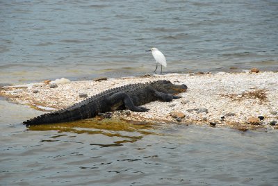 Snowy egret and alligator