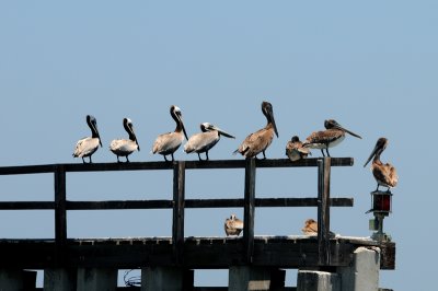 Pelicans sitting on rail