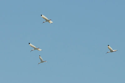 Flying White Ibis