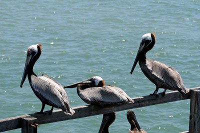 Pelicans sitting on a rail