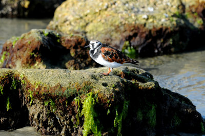 Ruddy Turnstone at Sebastian Inlet