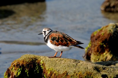 Ruddy Turnstone at Sebastian Inlet