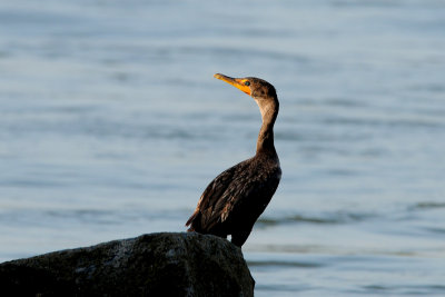 Cormorant at Sebastian Inlet