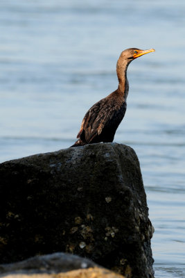 Cormorant at Sebastian Inlet