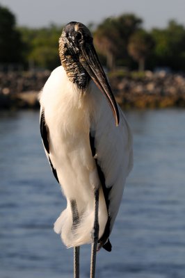 Wood Stork