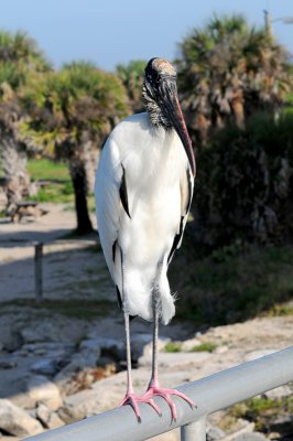 Wood Stork