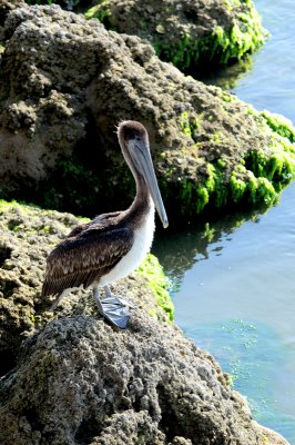 Brown Pelican