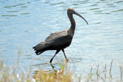 Glossy Ibis near Cape Canaveral