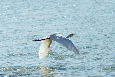 Great Egret in Flight