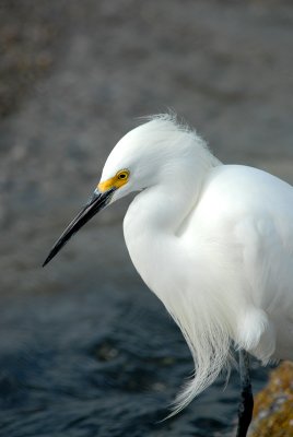 Snowy Egret in the breeze