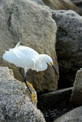 Snowy Egret watching for fish