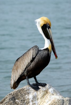 Brown Pelican standing on rock