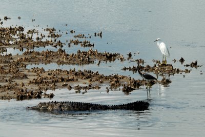 Tricolor heron and snowy egret watch alligator