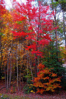 Autumn in my backyard
