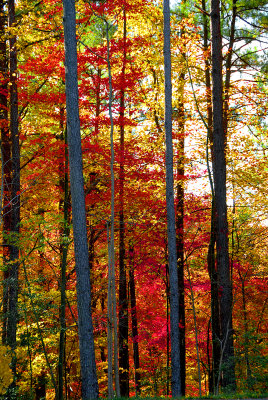 Autumn trees in Southern Maryland