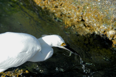 Snowy egret with small fish