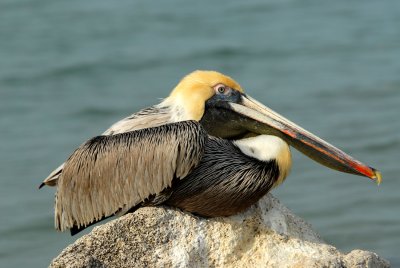 Brown pelican sitting