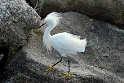 Snowy egret on a windy day