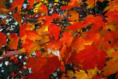 Fall Leaves Southern Maryland