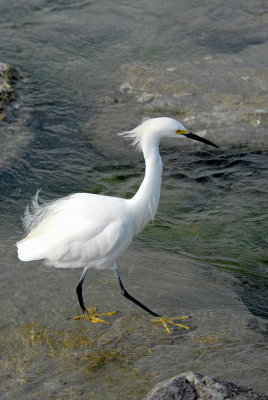 Snowy egret wading