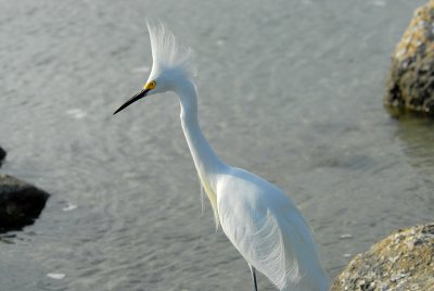 Snowy egret looking for fish