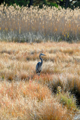 Great blue heron standing in the marsh on Broomes Island, Md