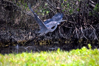 Great Blue Heron flying off