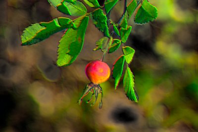 Wild Rose with Efex Pro Filter