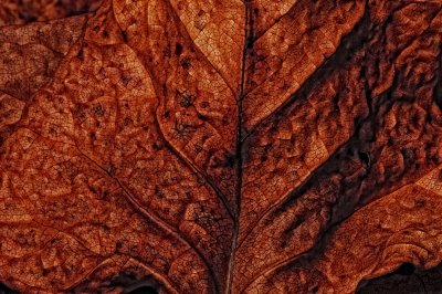 The Texture of Dry Leaves