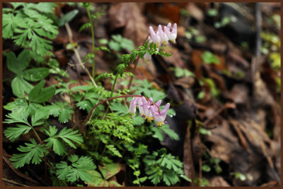 Dutchman's Breeches