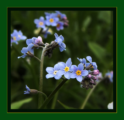 Forget Me Nots