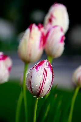 More of My Neighbors Tulips