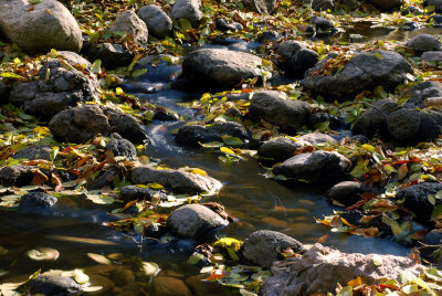 Fallen Leaves on Succor Creek