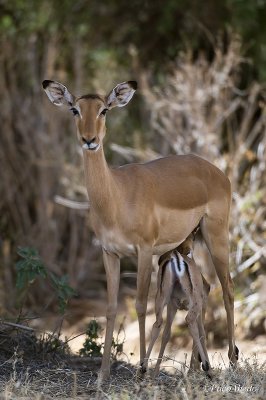 Samburu