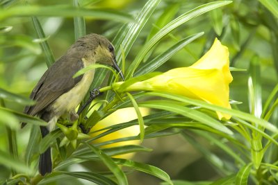 Sunbird and flower