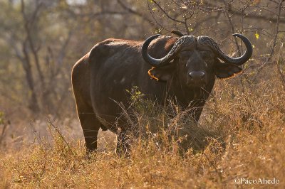 Backlight buffalo