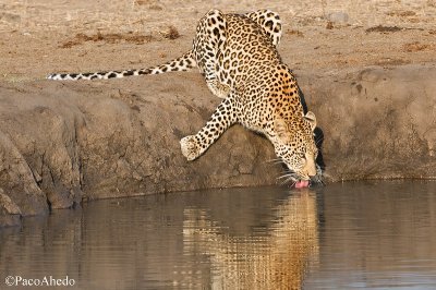 Drinking leopard