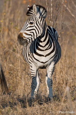 Zebra portrait