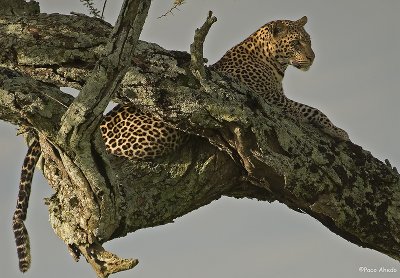 Serengeti